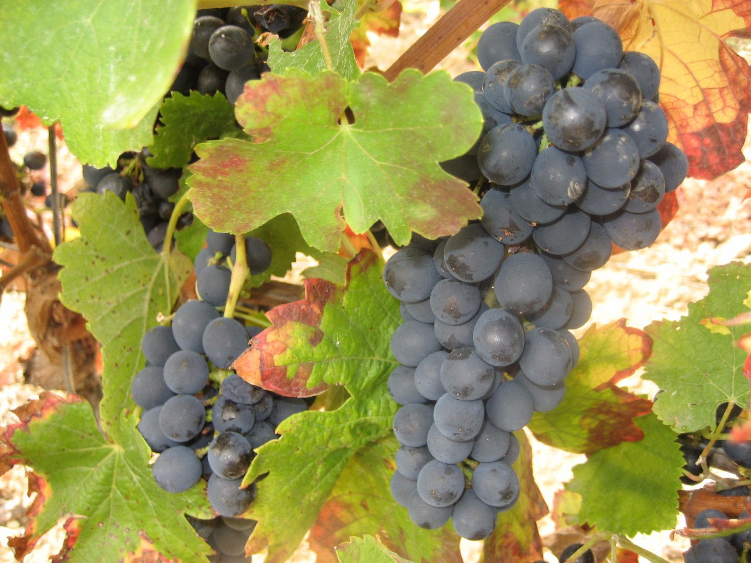 grappes_raisin_rouge (1)