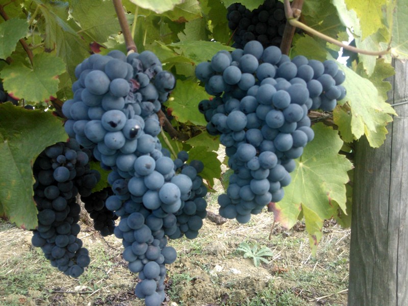2 grappes raisin rouge Mas des Combes, Vins de Gaillac