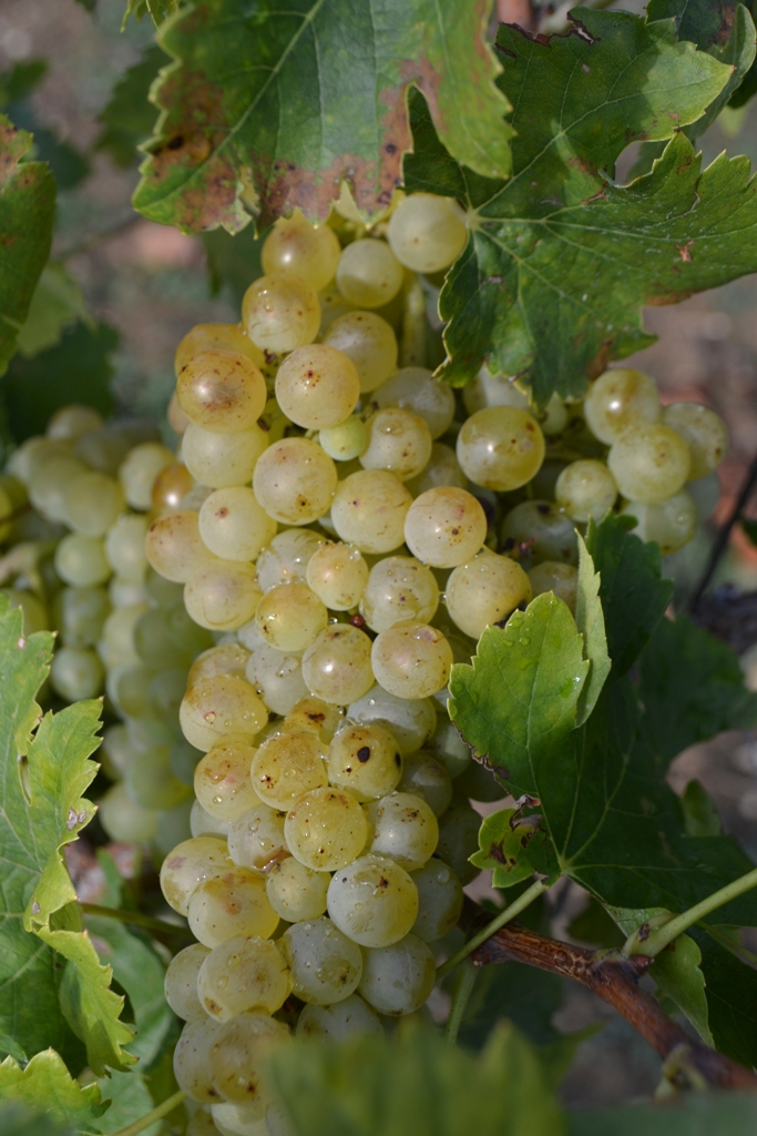 Mas des Combes, Vins de Gaillac